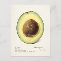 Avocado (Persea) Peinture d'aquarelle aux fruits