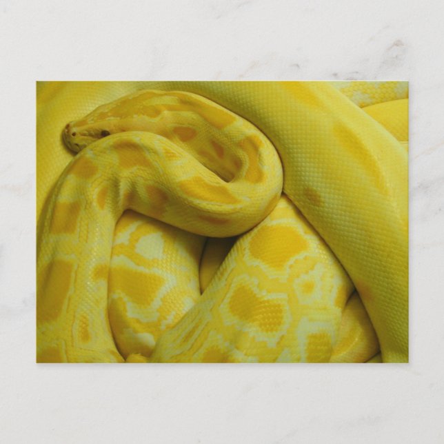 Carte Postale Awesome Yellow Burmese Python (Devant)