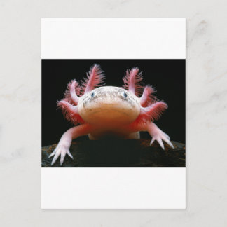 Carte Postale Axolotl Axolotl.png