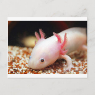 Carte Postale Axolotl Weißling