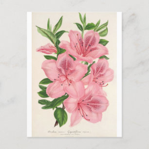 Carte Postale Azalea Indica (Hybrida) Gigantiflora par Lemaire