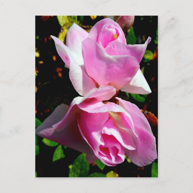 Carte Postale Azalea rose (Devant)
