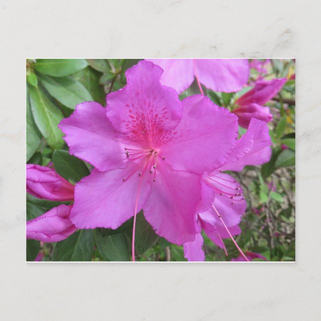 Carte Postale Azalea rose (Devant)