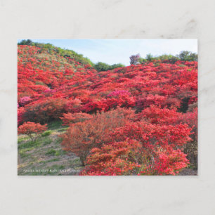 Carte Postale Azalea Scenery [Carte postale]