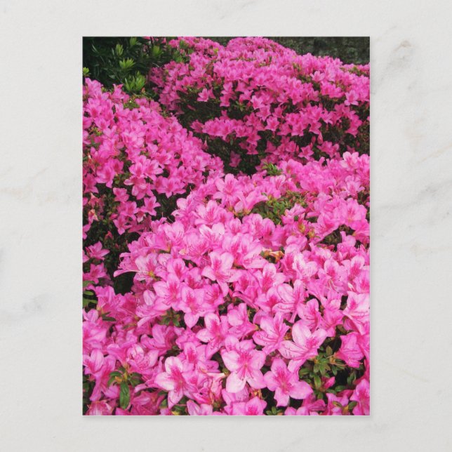 Carte Postale Azaleas (Devant)