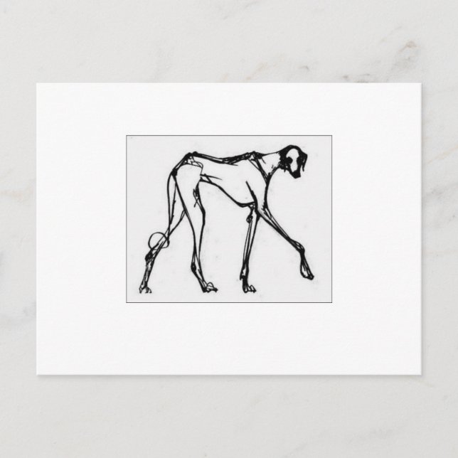 Carte postale Azawakh 2 (Devant)