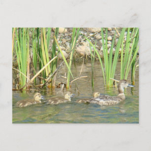 Carte Postale B34 Canard mère et canetons