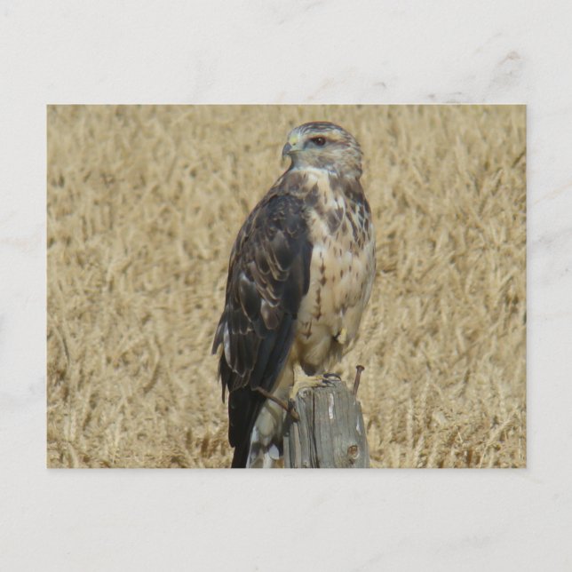 Carte Postale B36 Buse ferrugineuse (Devant)