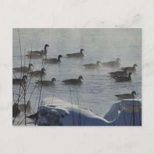 Carte Postale B49 Oies canadiennes sur la rivière gelée