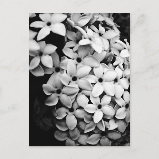 CARTE POSTALE B&W (Devant)