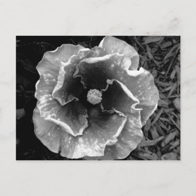 Carte postale B/W Flower (Devant)