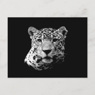Carte Postale B&W Jaguar