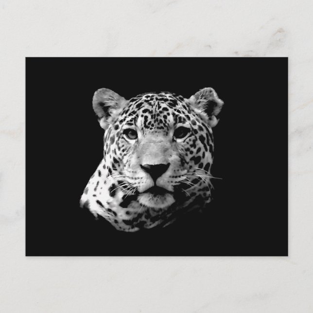 Carte Postale B&W Jaguar (Devant)