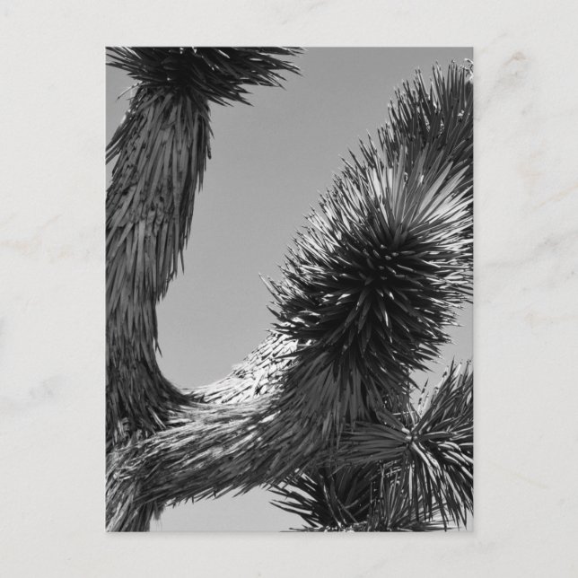 Carte Postale B&W Joshua Tree National Park 4 (Devant)
