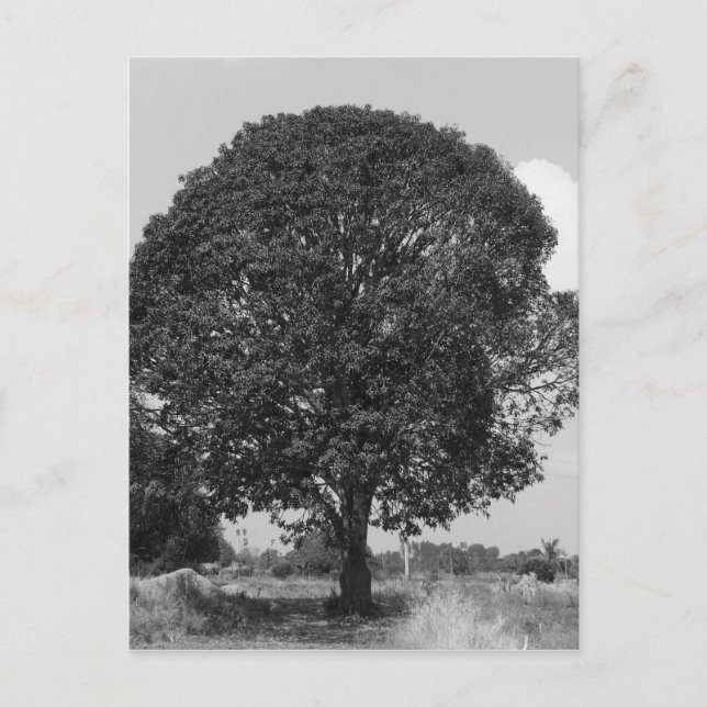 Carte Postale B&W Mangtree (Devant)