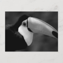 Carte Postale B&W Tucano