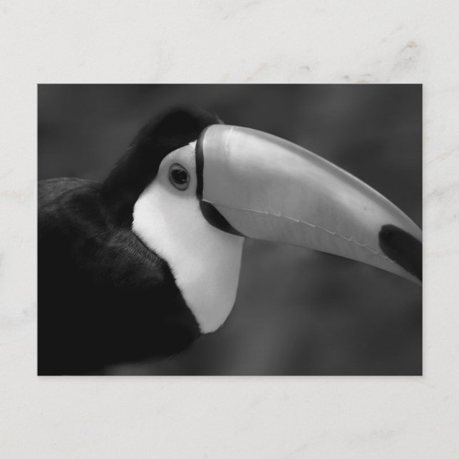 Carte Postale B&W Tucano (Devant)