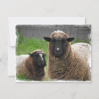 Carte Postale Ba Ba Black Sheep