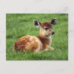 Carte Postale Baby Antelope