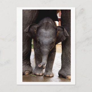 Carte Postale Baby Asian Elephant