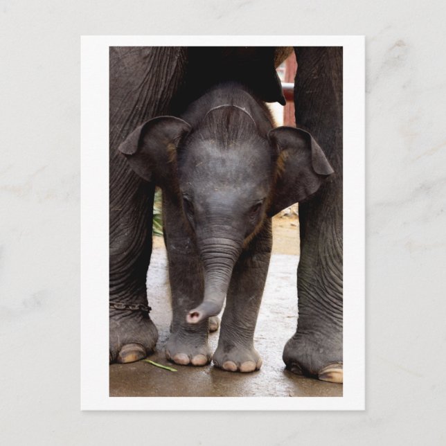 Carte Postale Baby Asian Elephant (Devant)