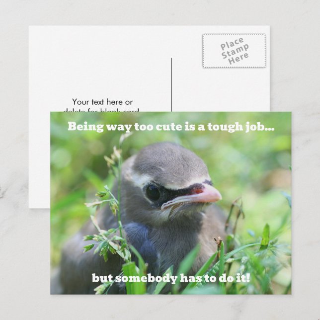 Carte Postale Baby Bird Too Cute Humorous  (Devant / Derrière)