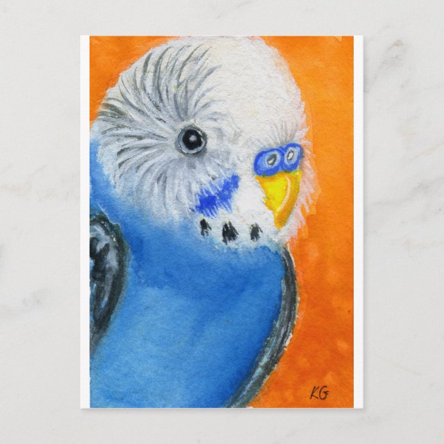 Carte Postale Baby Budgie (Devant)