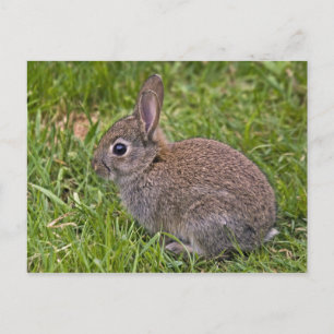 Carte postale Baby Bunny