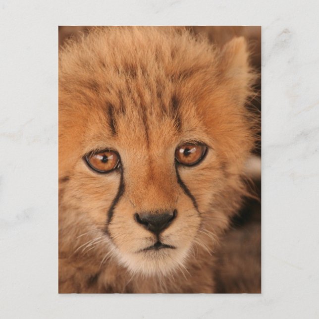 Carte postale Baby Cheetah (Devant)