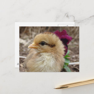 Carte Postale Baby Chick and Pansy Flower
