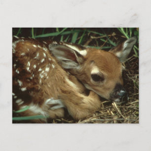 Carte postale Baby Deer