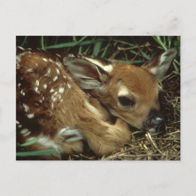 Carte postale Baby Deer (Devant)