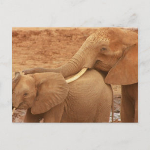 Carte postale Baby Elephant