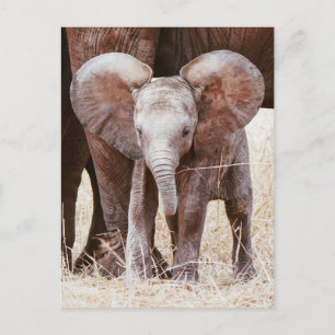 Carte Postale Baby Elephant mignon Eléphant africain avec maman