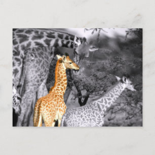 Carte Postale Baby Giraffe