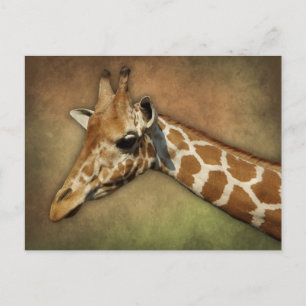 Carte Postale Baby Giraffe