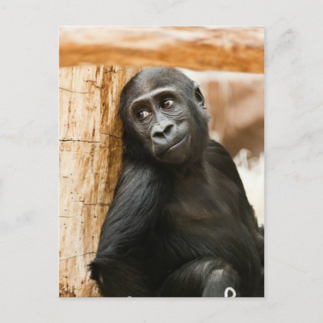 Carte Postale Baby gorilla (Devant)