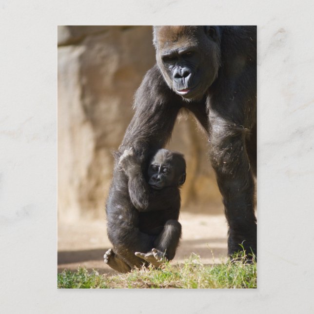 Carte Postale Baby Gorilla (Devant)