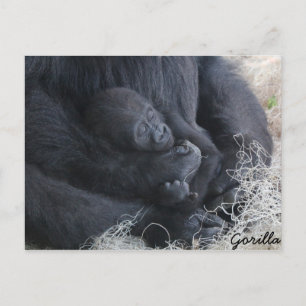 Carte Postale Baby Gorilla
