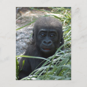 Carte postale Baby Gorilla 4x6