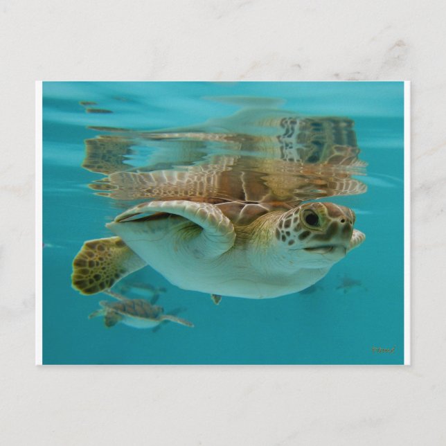 Carte Postale Baby Green Sea Turtle (Devant)
