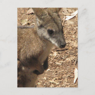 Carte postale Baby Kangaroo