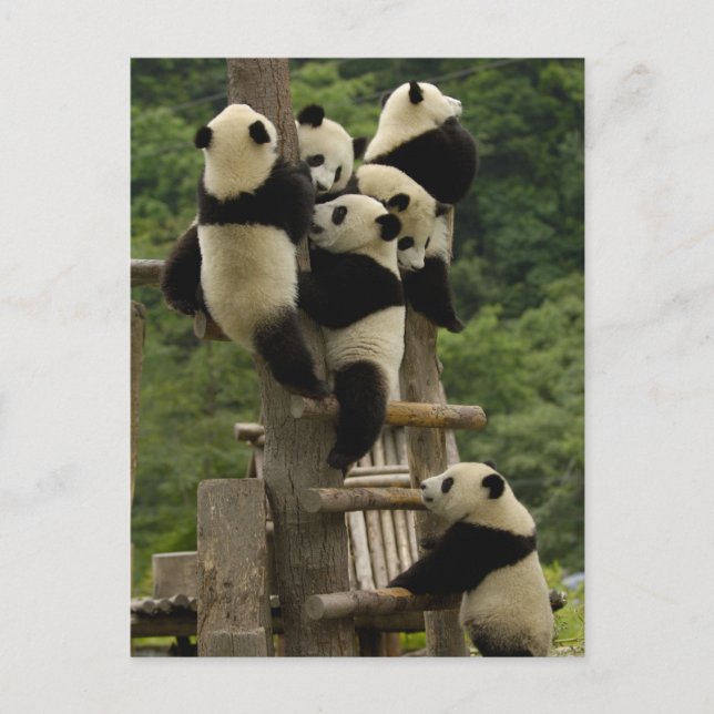 Carte Postale Baby panda géante Ailuropoda melanoleuca) (Devant)