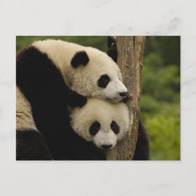 Carte Postale Baby panda géante Ailuropoda melanoleuca) (Devant)