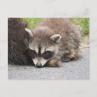 Carte Postale Baby Raccoon