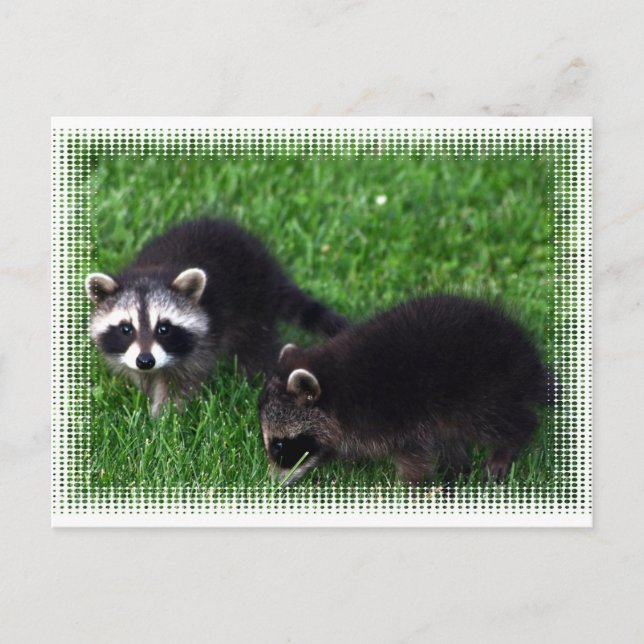 Carte postale Baby Raccoons (Devant)