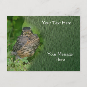Carte Postale Baby Robin Jeunes Oiseaux Nature