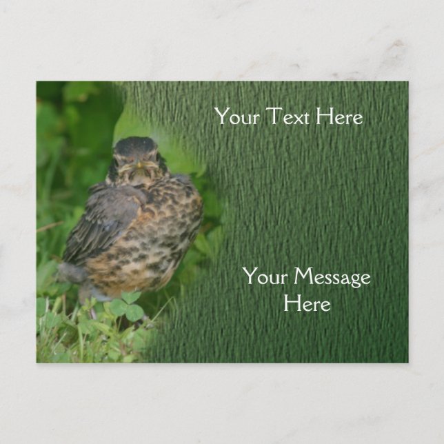Carte Postale Baby Robin Jeunes Oiseaux Nature (Devant)