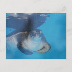 Carte postale Baby Sea Turtle
