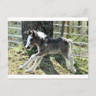 Carte Postale Baby Shaolin 2